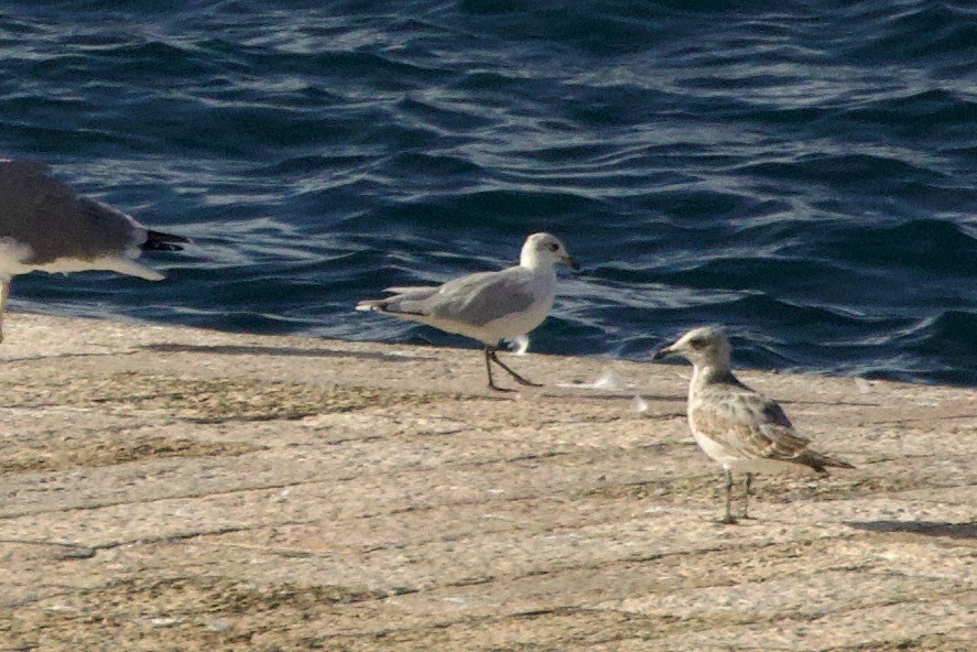Mediterranean Gull - ML644673207