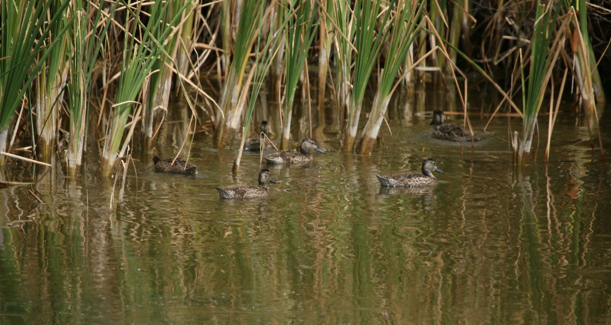 Blue-winged Teal - Kaleb Kroeker