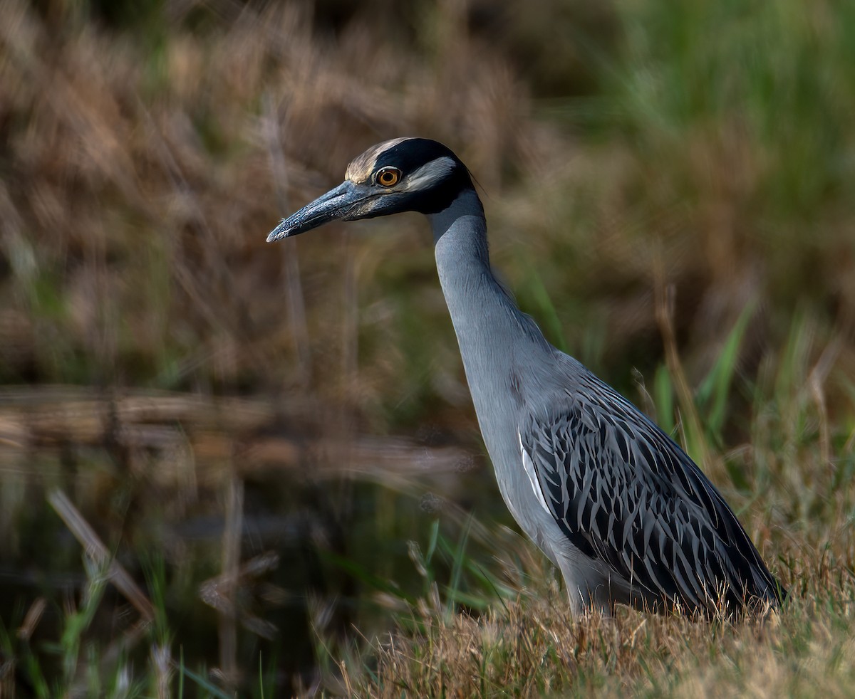 kvakoš žlutočelý - ML644673210