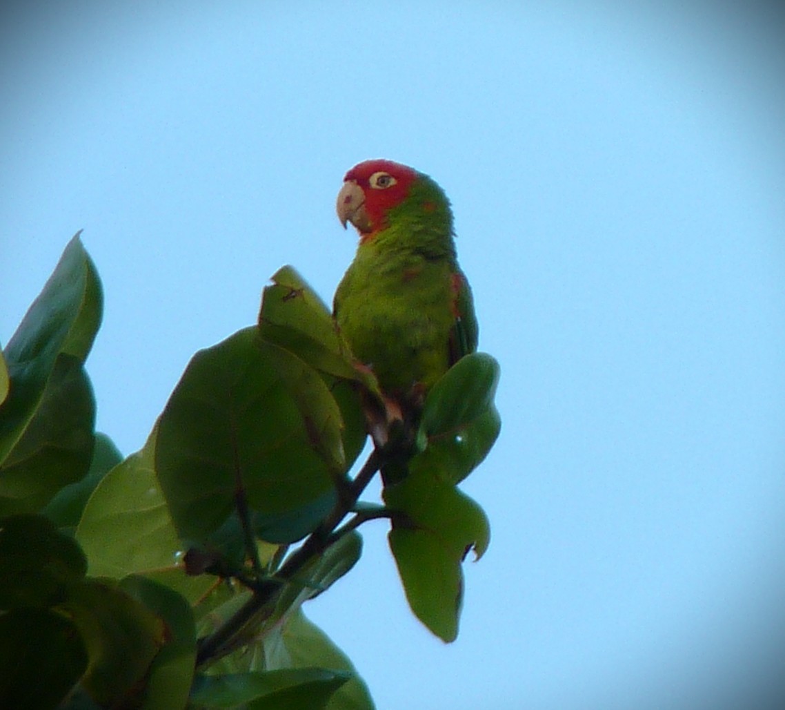 Red-masked Parakeet - ML644673211