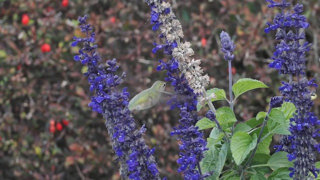 Colibrí Gorjinegro - ML644673212