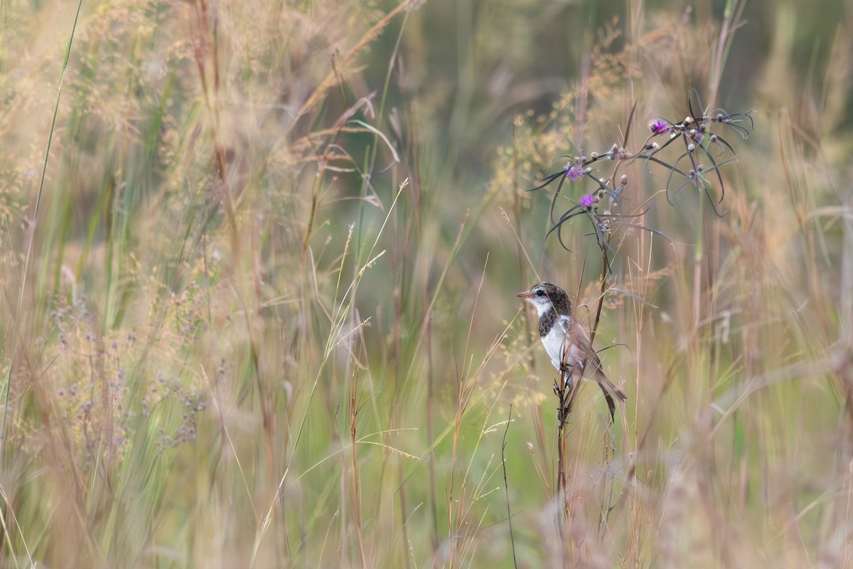 Ятапа вимпелохвоста - ML644673219