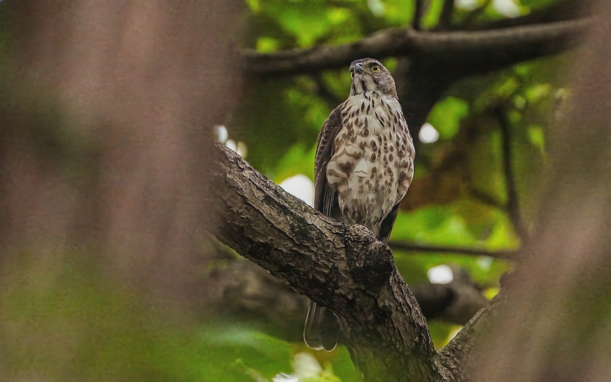 カンムリオオタカ - ML644673231