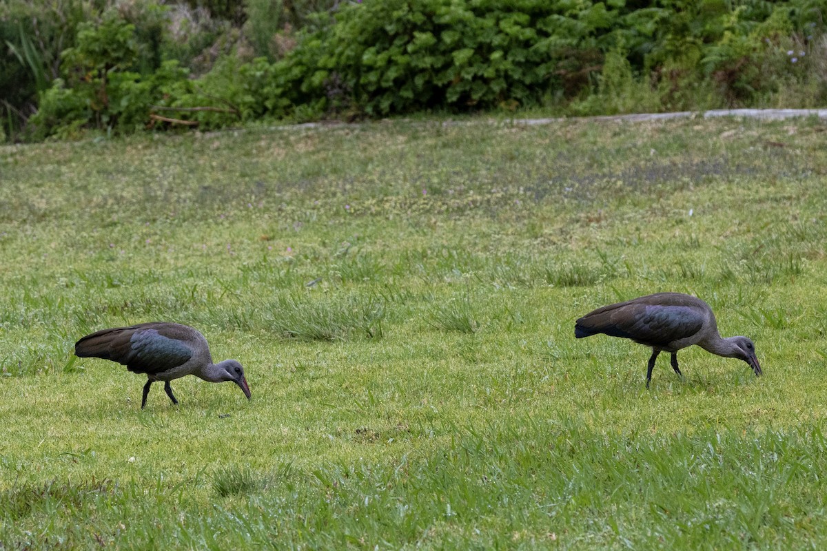 hadadaibis - ML644673233