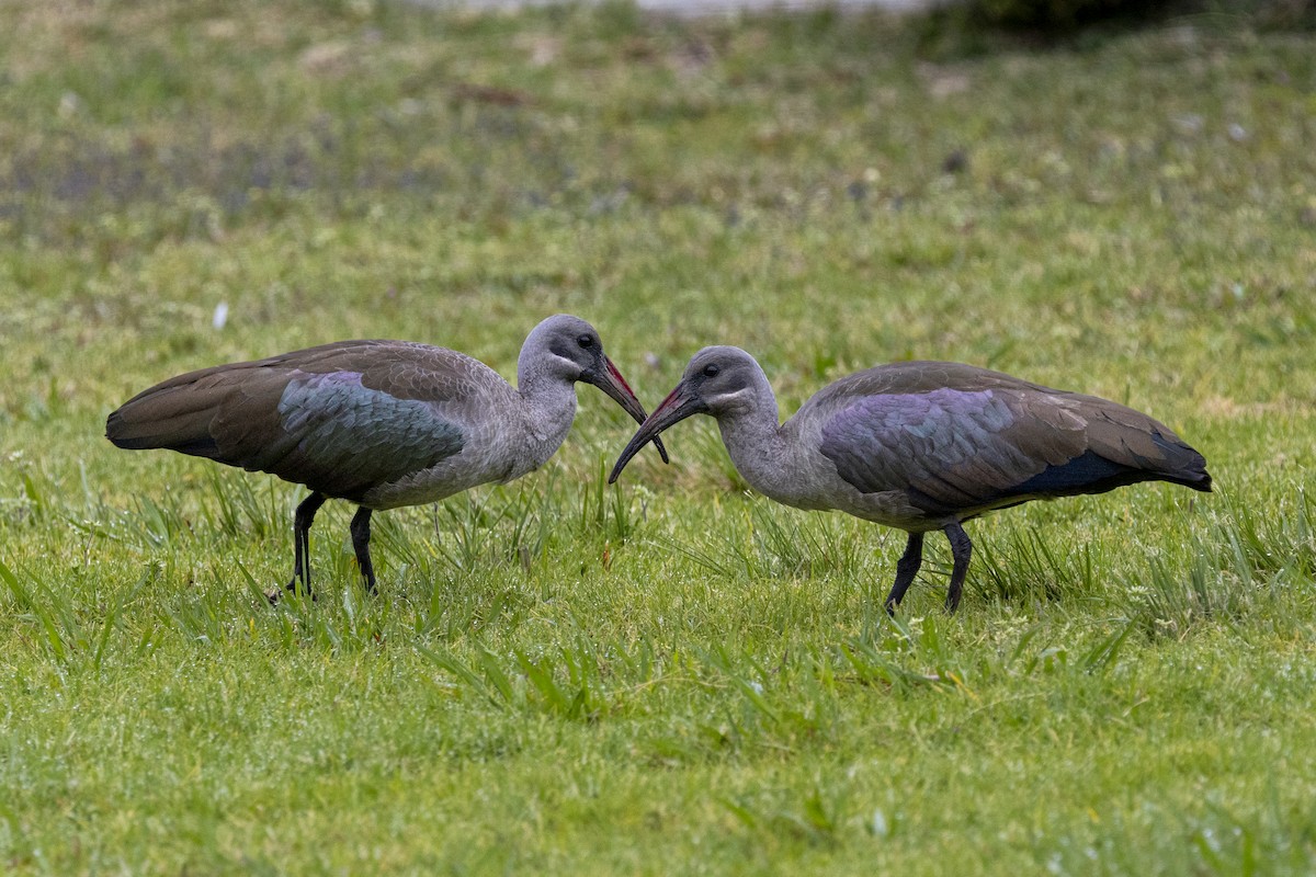 Hadada Ibis - ML644673234