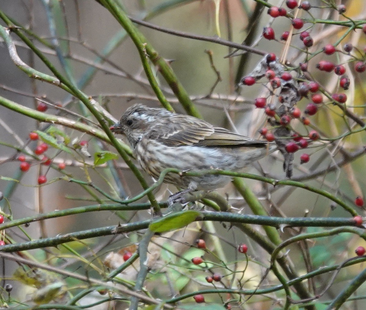 hýl nachový - ML644673236