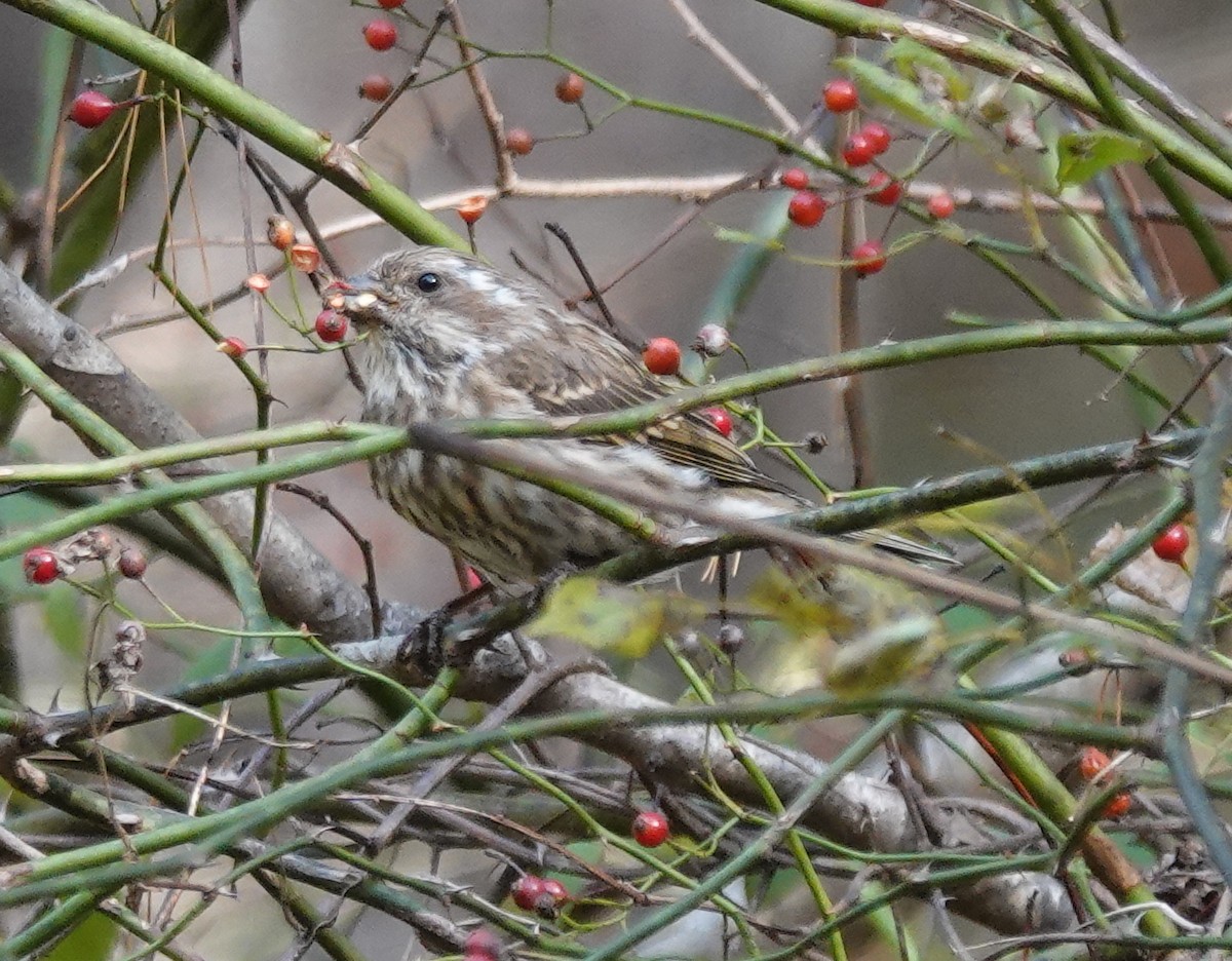 hýl nachový - ML644673238