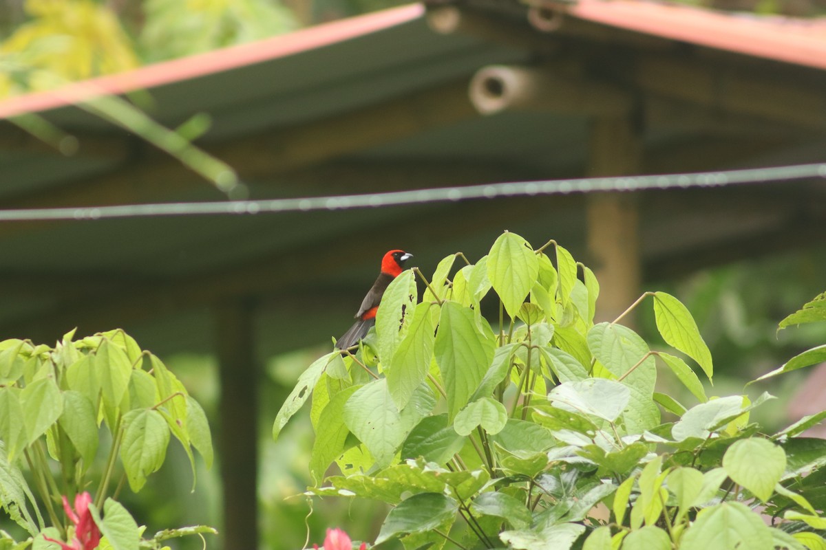 Masked Crimson Tanager - ML644673240