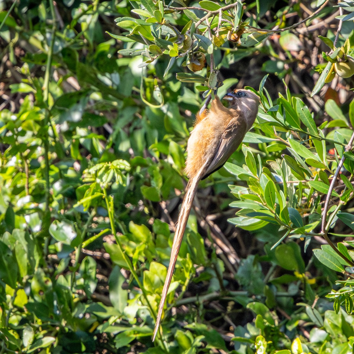 Speckled Mousebird - ML644673241