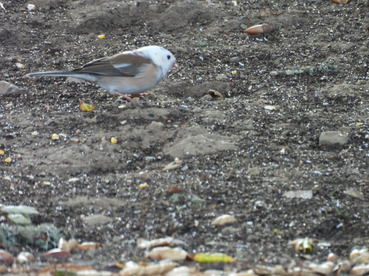 Dark-eyed Junco - ML644673242