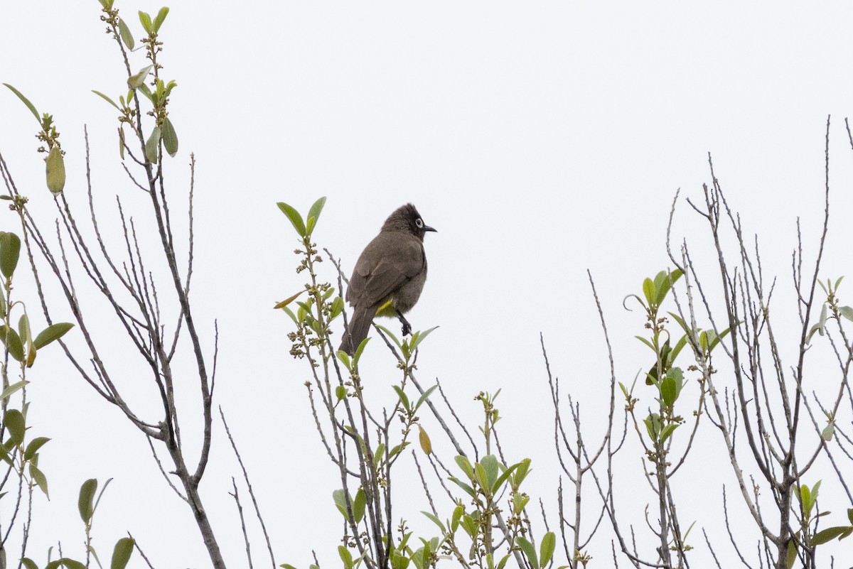 Cape Bulbul - ML644673243