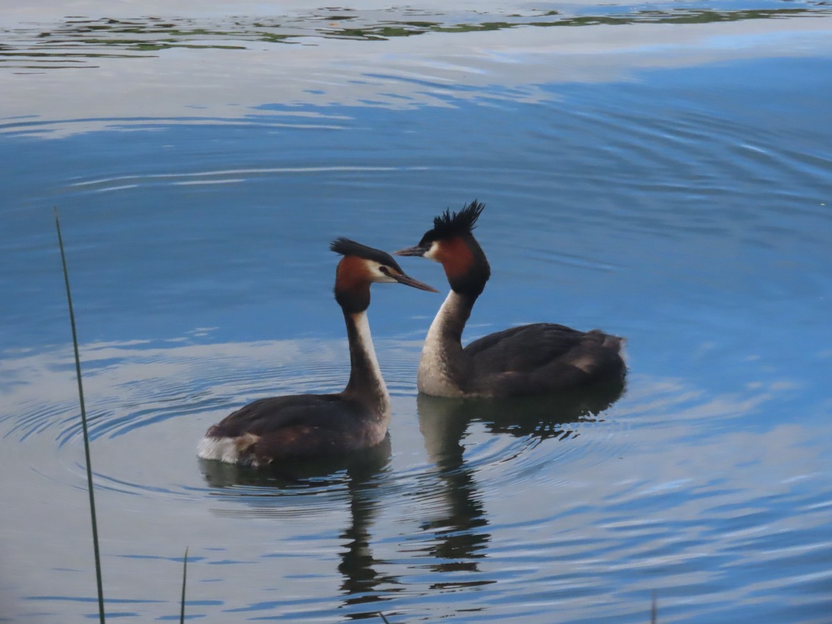 冠鸊鷉 - ML644673244