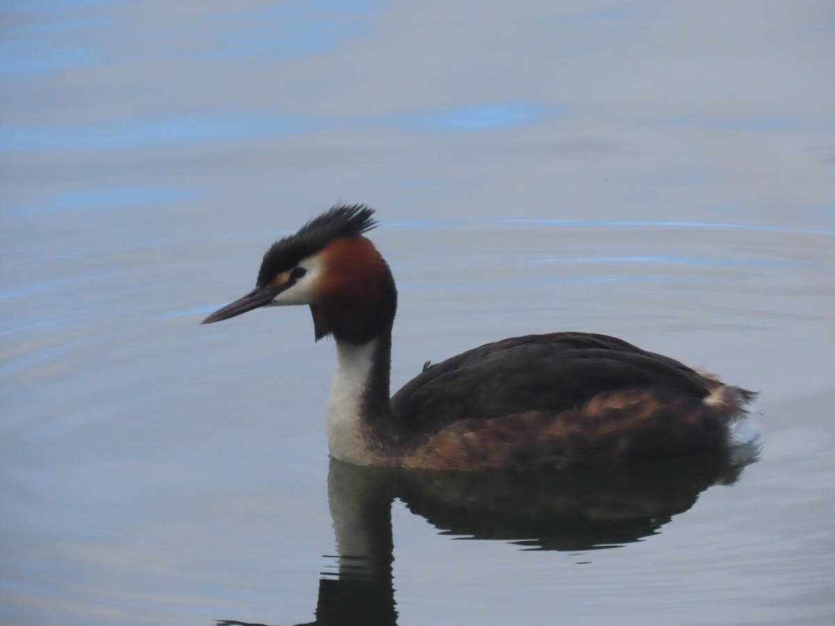 冠鸊鷉 - ML644673245