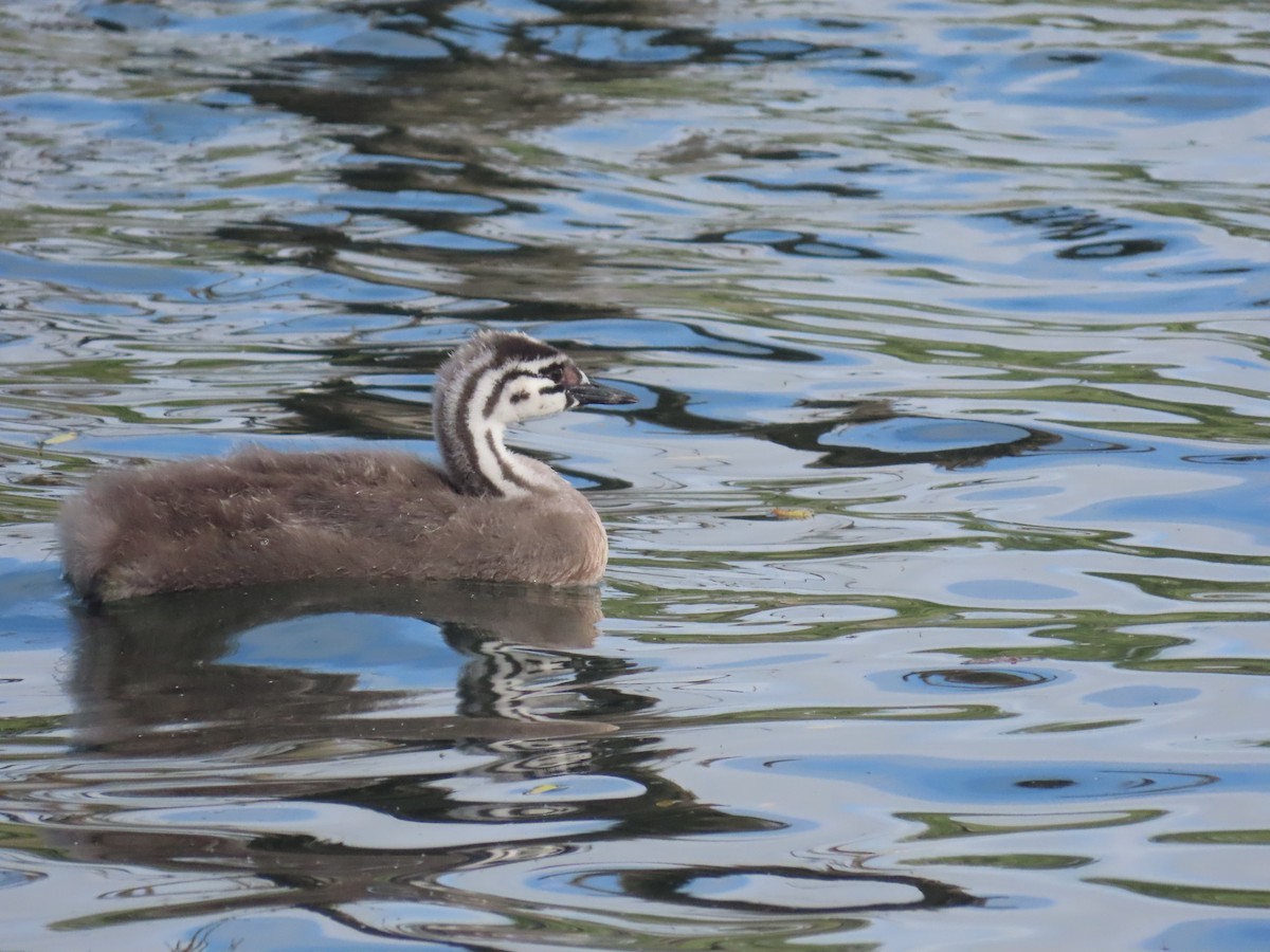 冠鸊鷉 - ML644673246