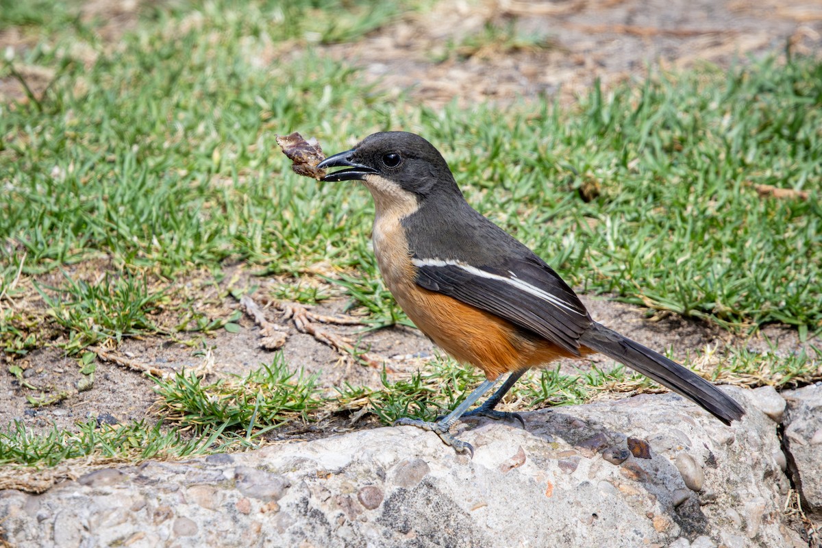 Southern Boubou - ML644673247