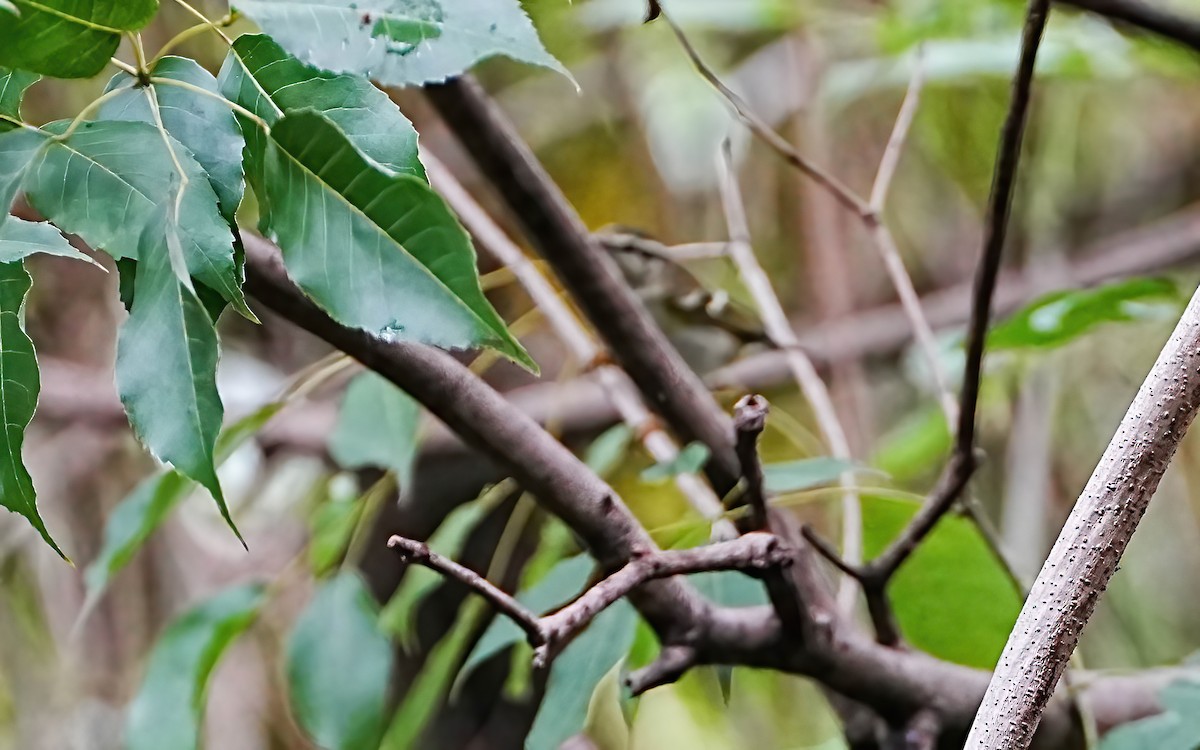 黃眉柳鶯 - ML644673250