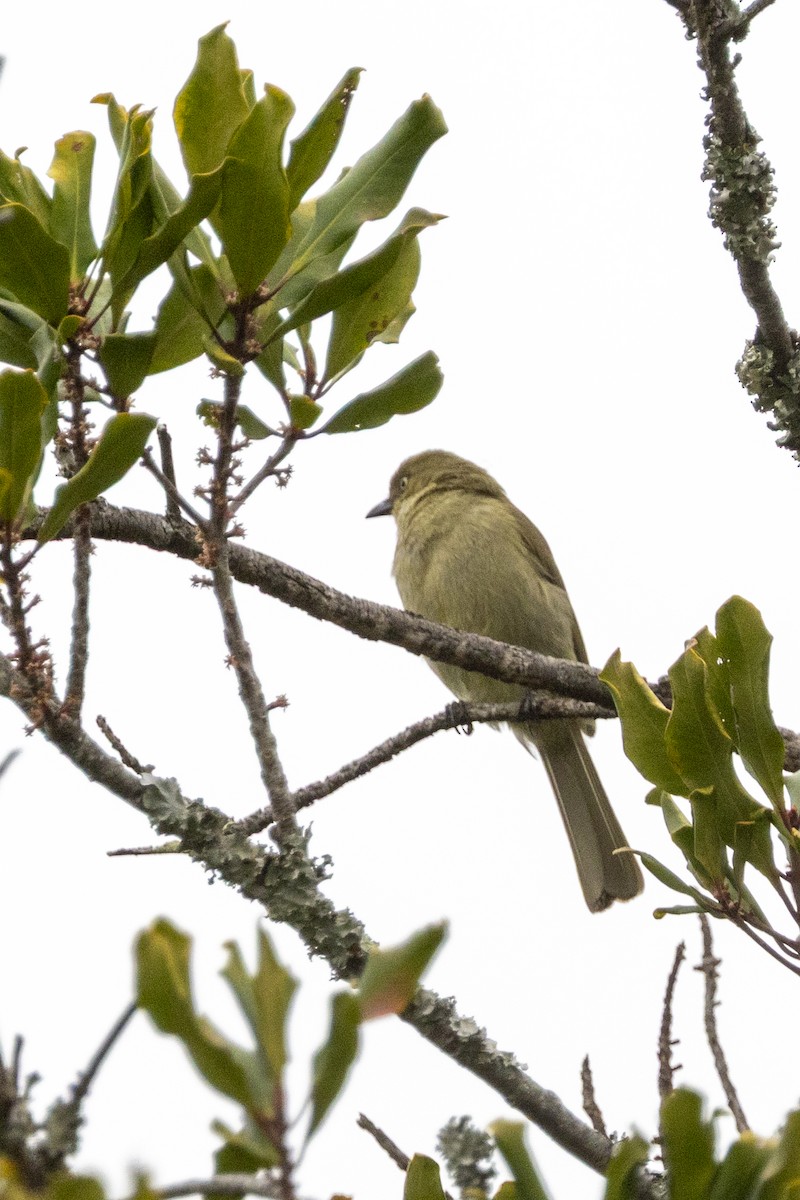 Sombre Greenbul - ML644673254