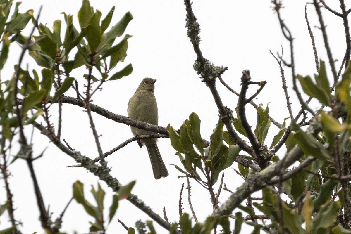 Sombre Greenbul - ML644673255