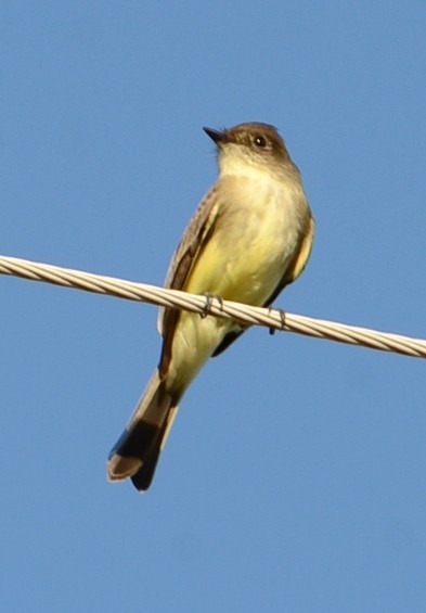 Eastern Phoebe - ML644673256