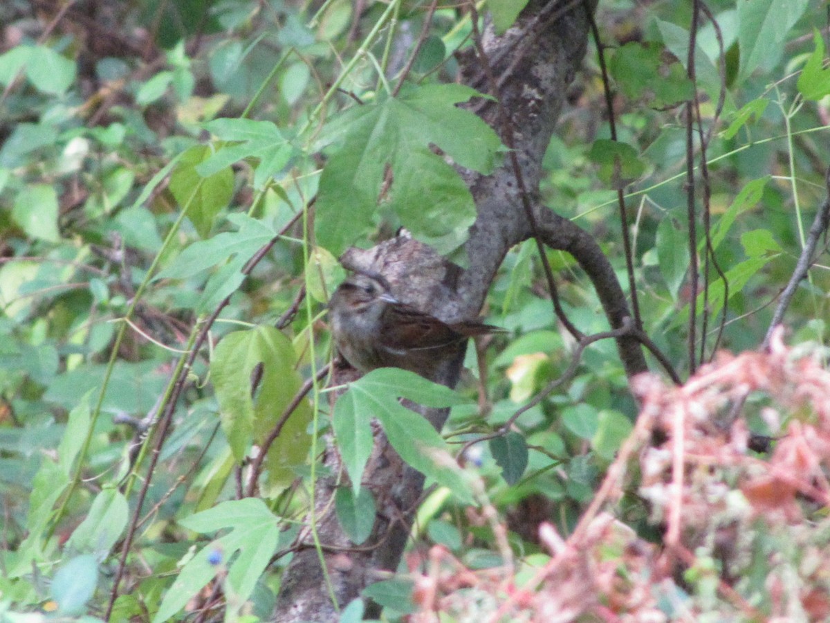 Swamp Sparrow - ML644673257