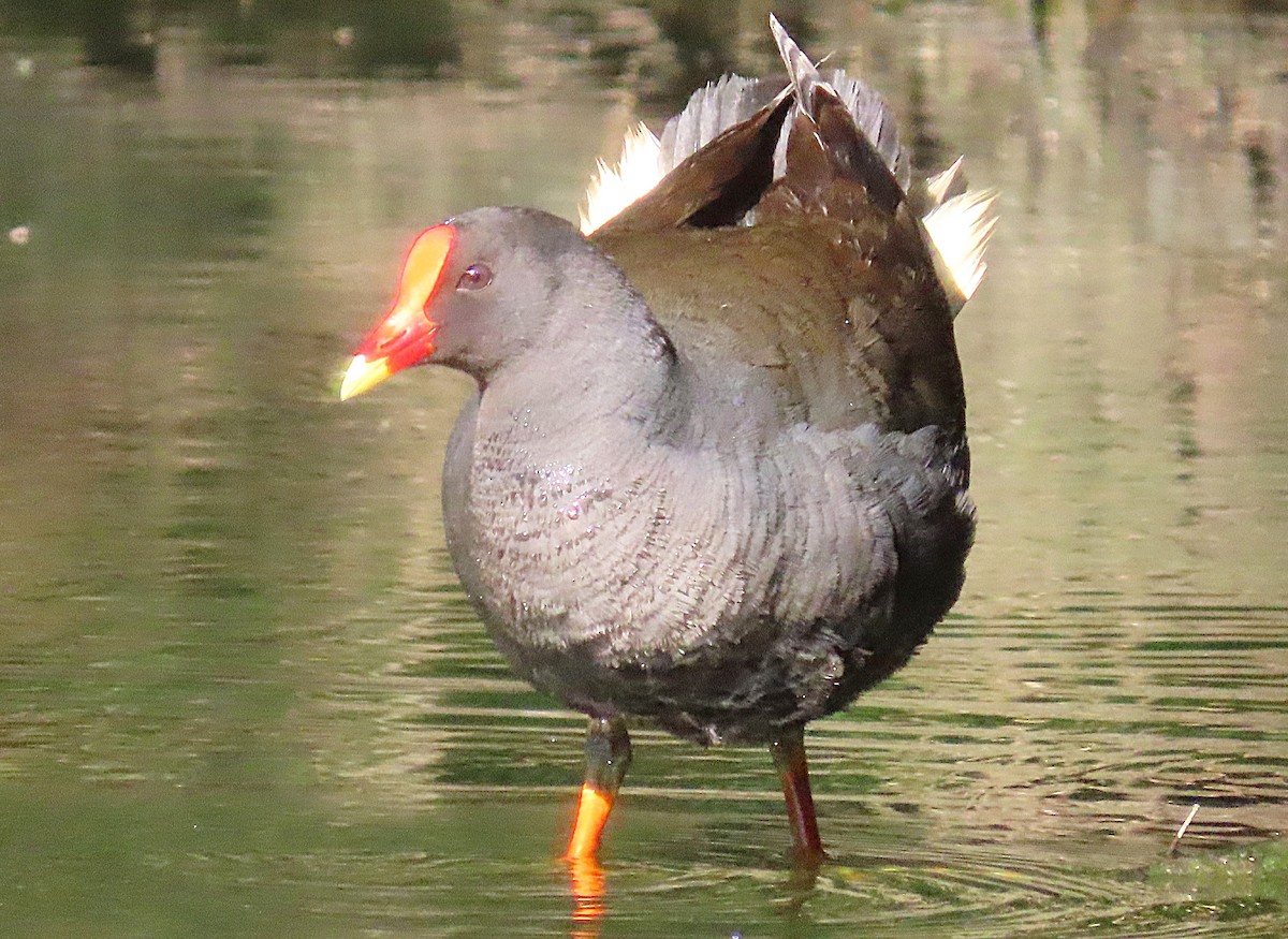Dusky Moorhen - ML644673258