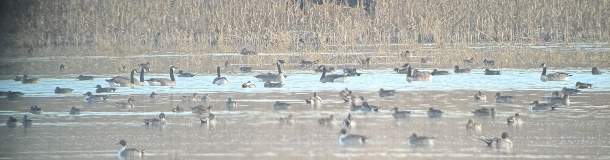 Canada Goose - ML644673259