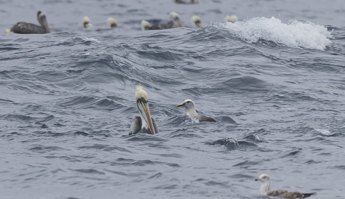 Buller's Albatross - ML644673260