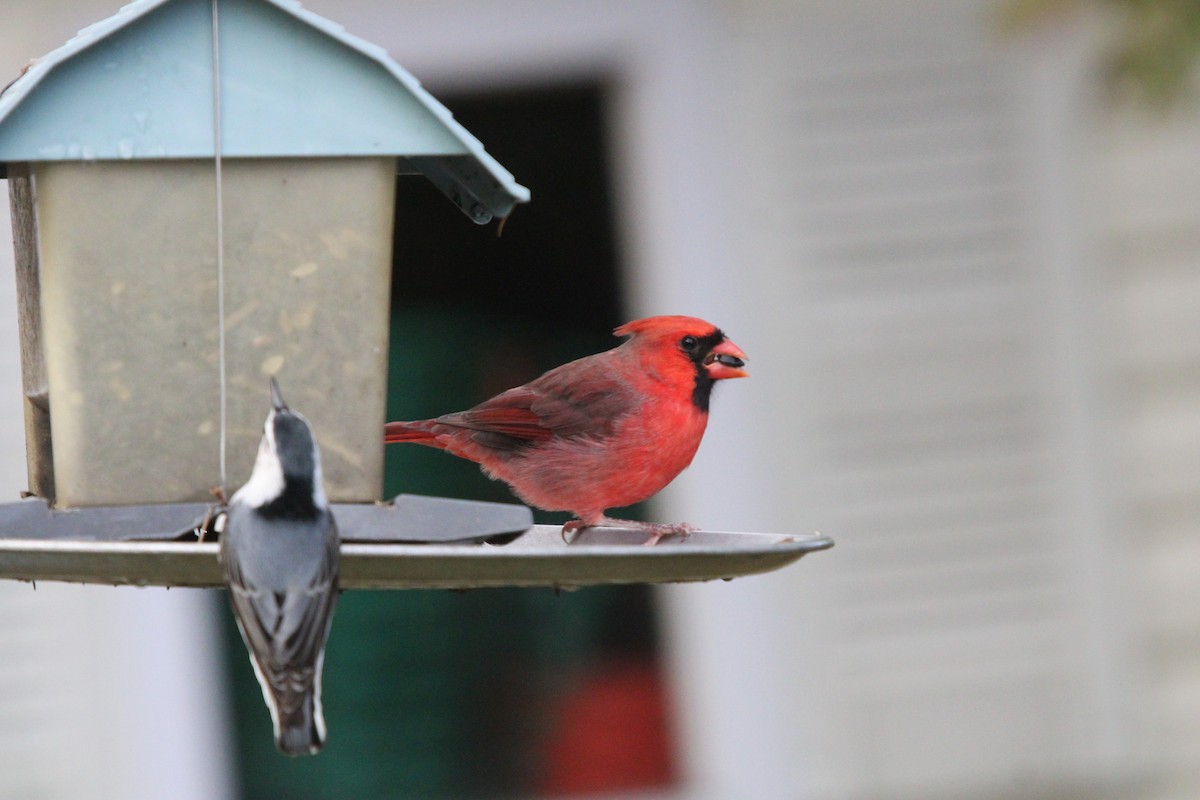 Northern Cardinal - ML644673261
