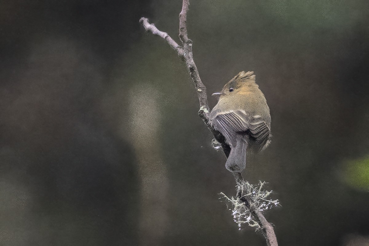 Tufted Flycatcher - ML644673262
