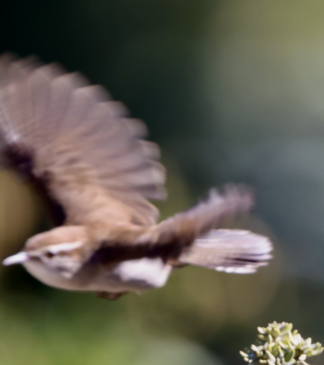Bewick's Wren - ML644673263