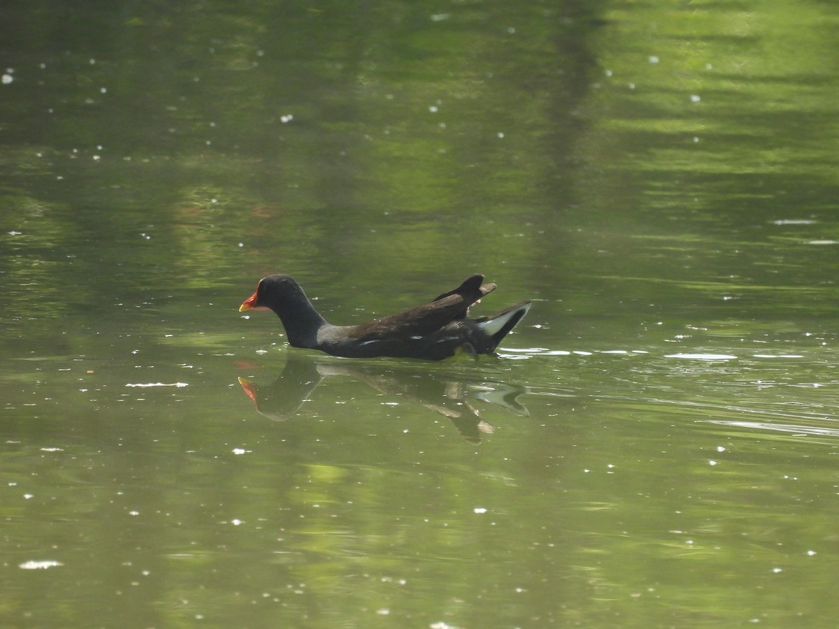 紅冠水雞 - ML644673264