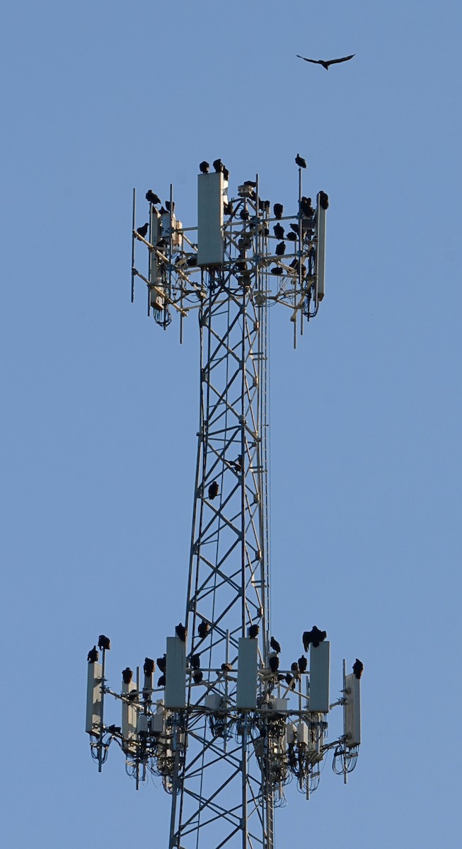 Black Vulture - ML644673265