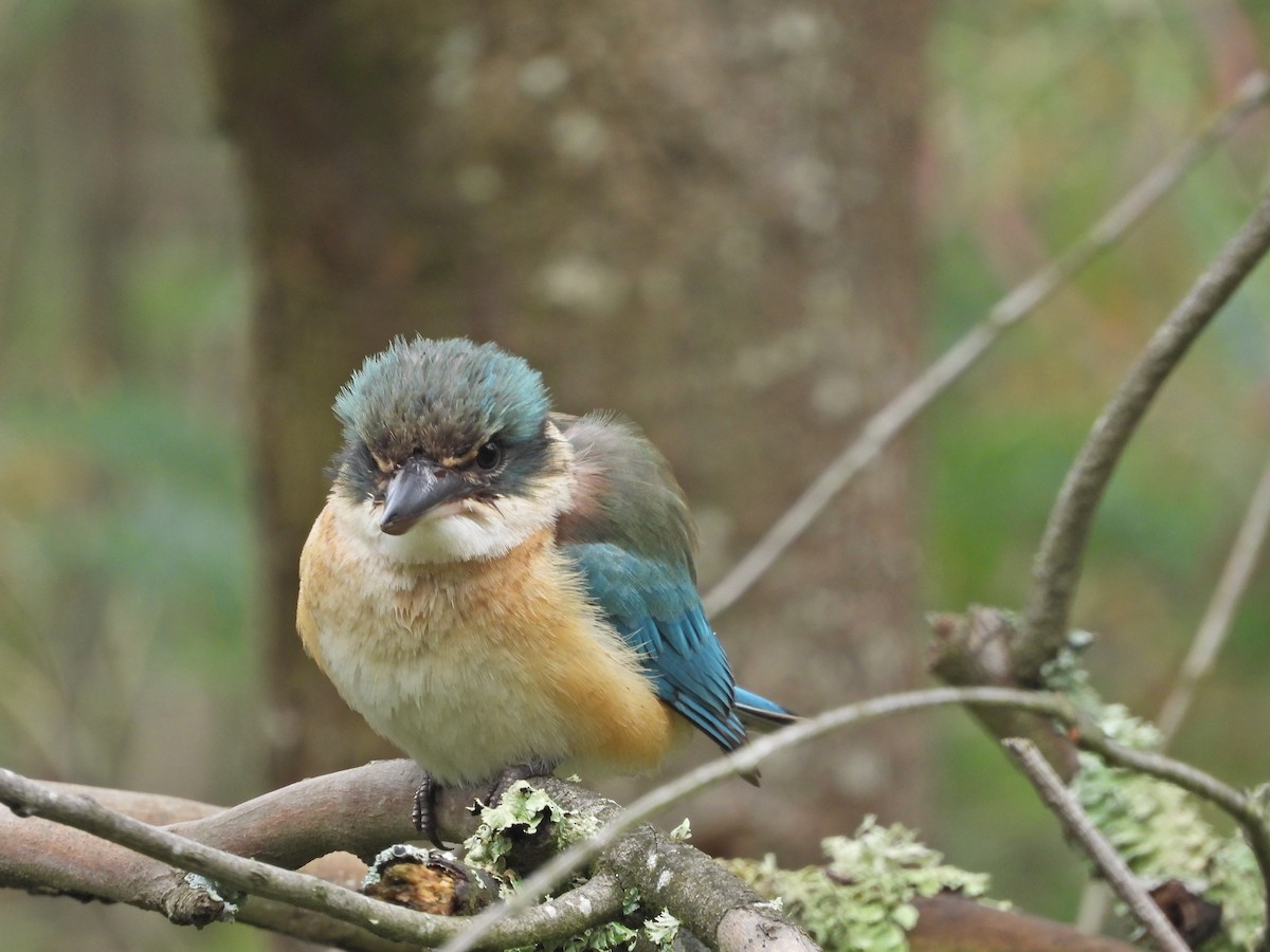 Sacred Kingfisher (Australasian) - ML644673267