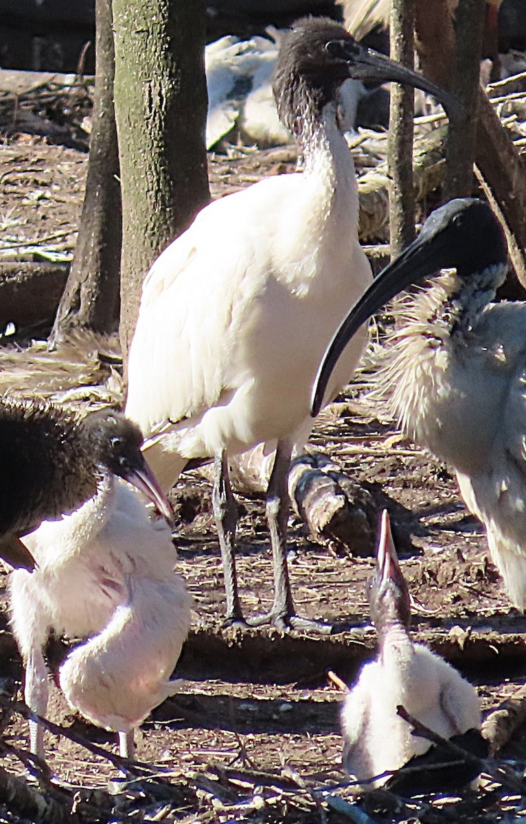 Australian Ibis - ML644673271