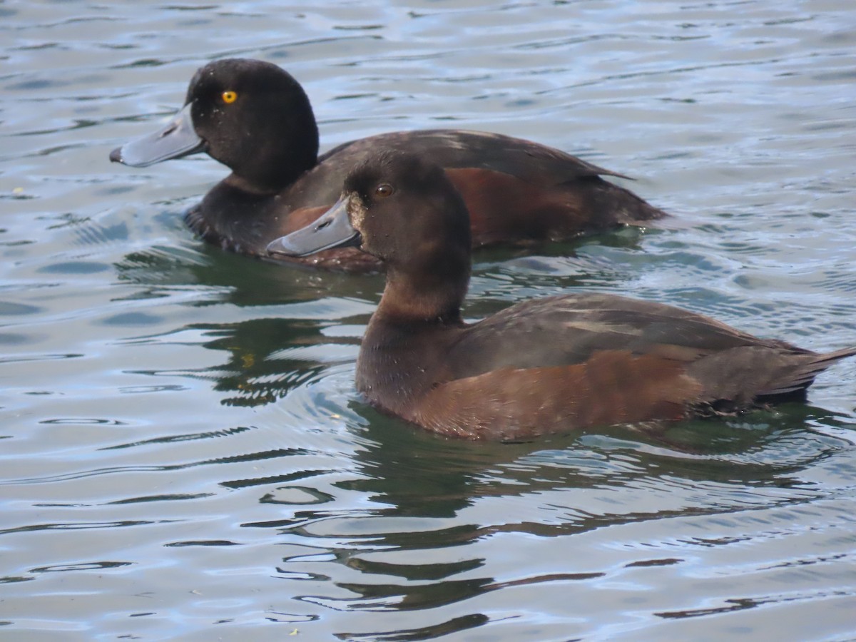 New Zealand Scaup - ML644673272