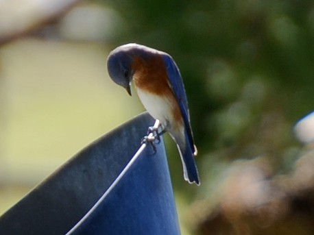 Eastern Bluebird - ML644673273