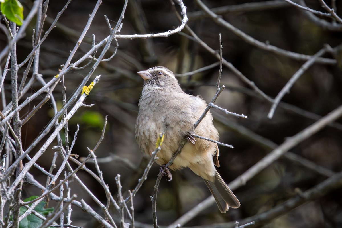 Streaky-headed Seedeater - ML644673276