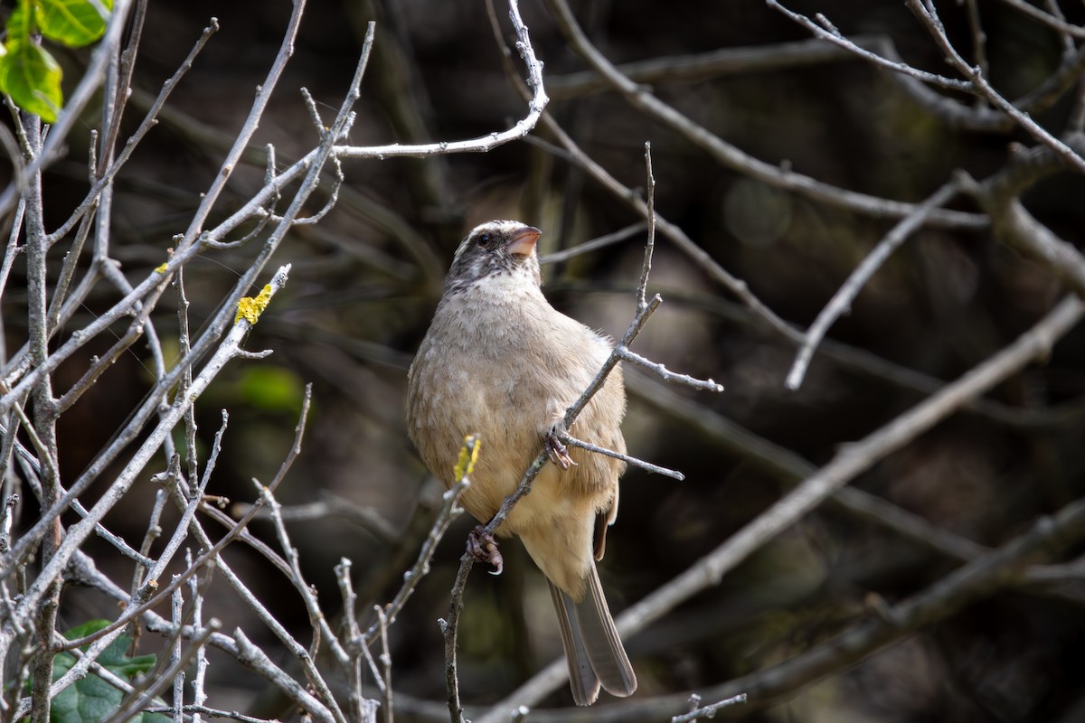Streaky-headed Seedeater - ML644673277