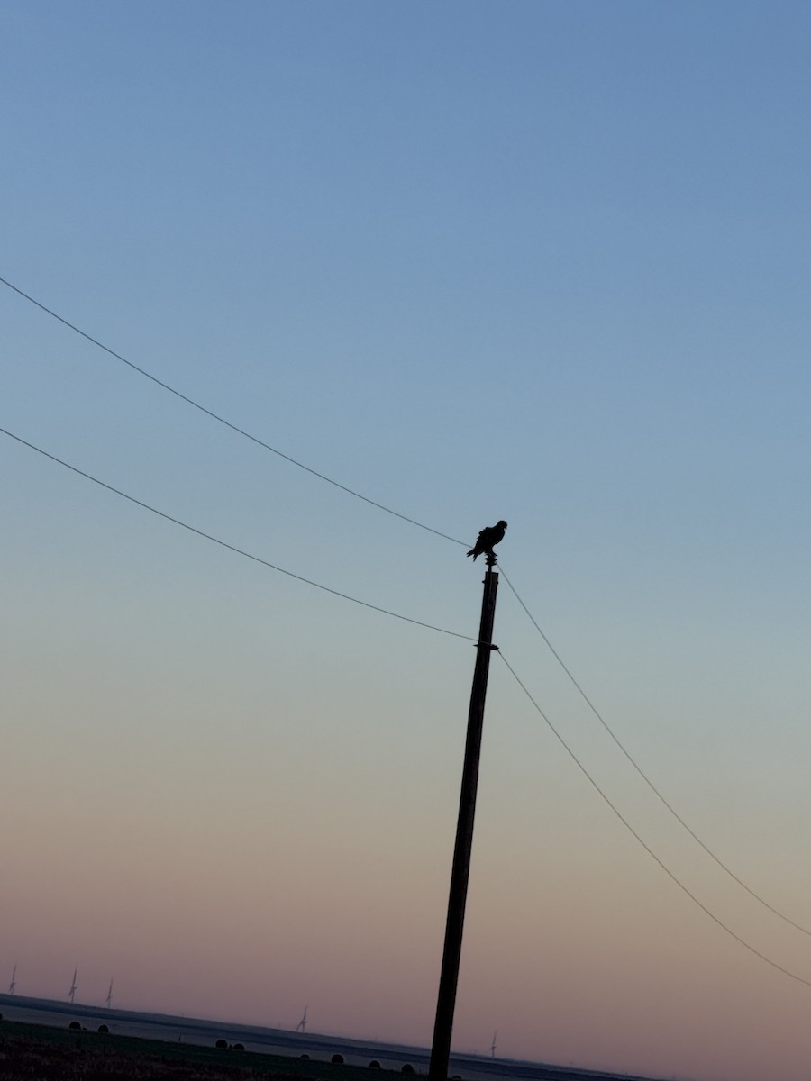 Golden Eagle - ML644673285