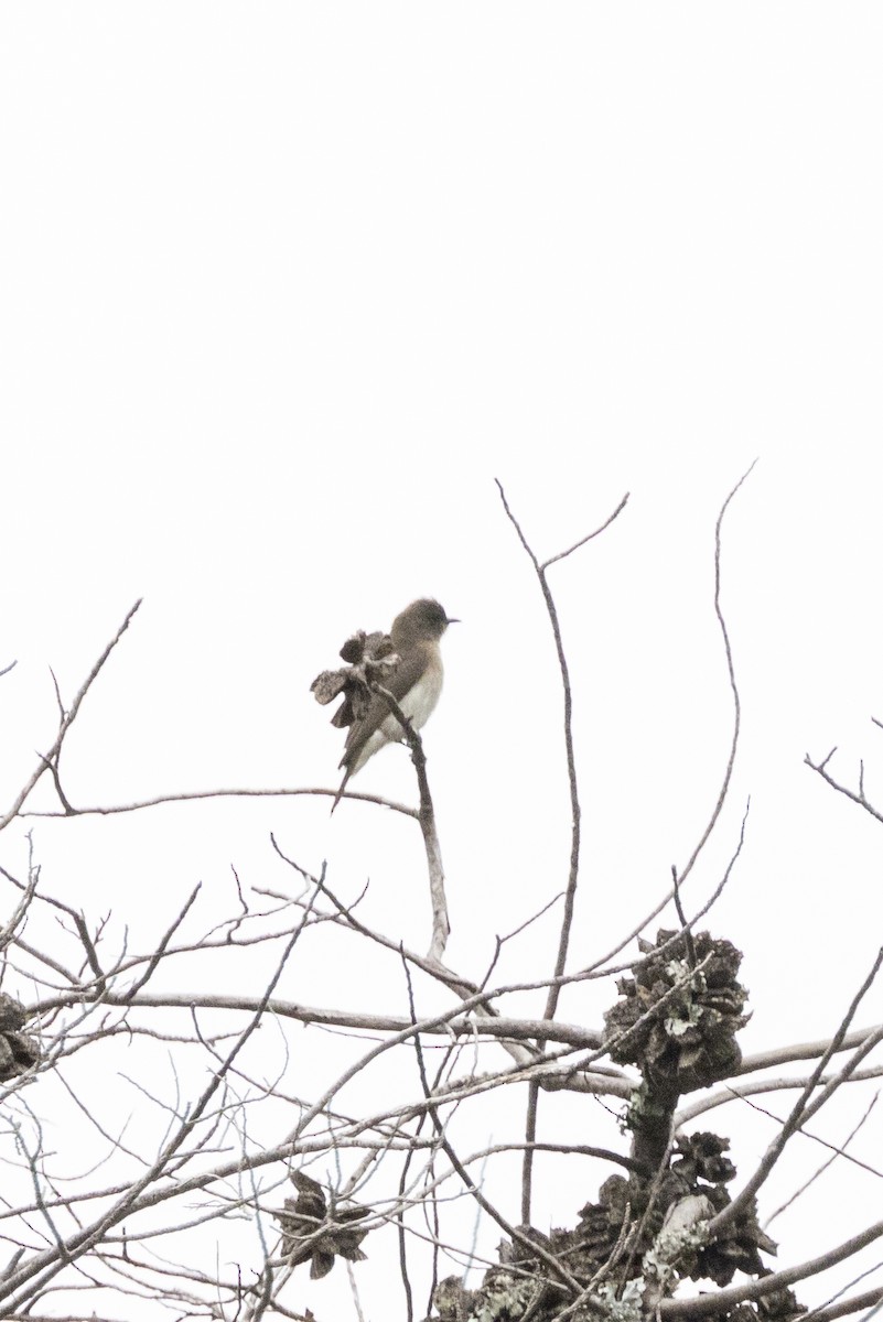 bleksnyltefugl - ML644673290