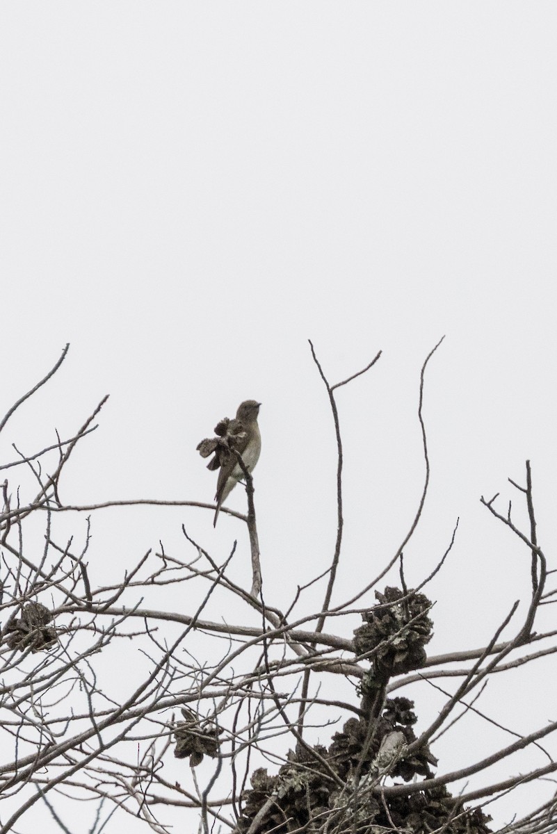 bleksnyltefugl - ML644673293