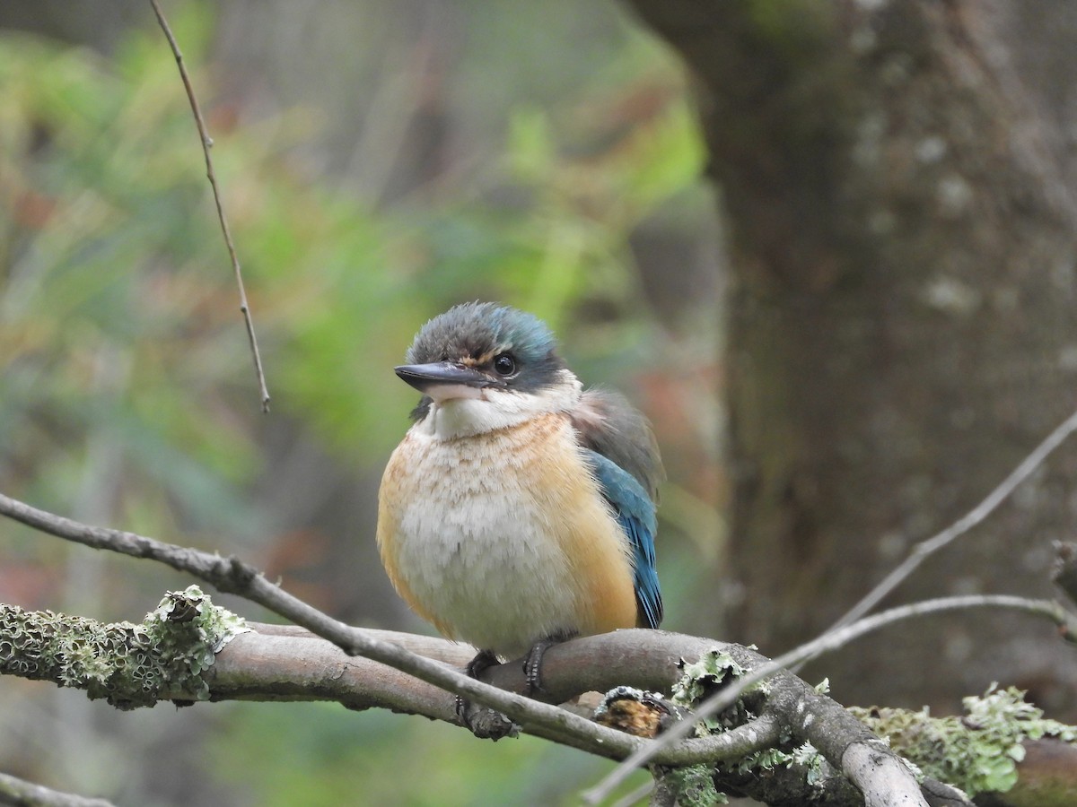 Sacred Kingfisher (Australasian) - ML644673295