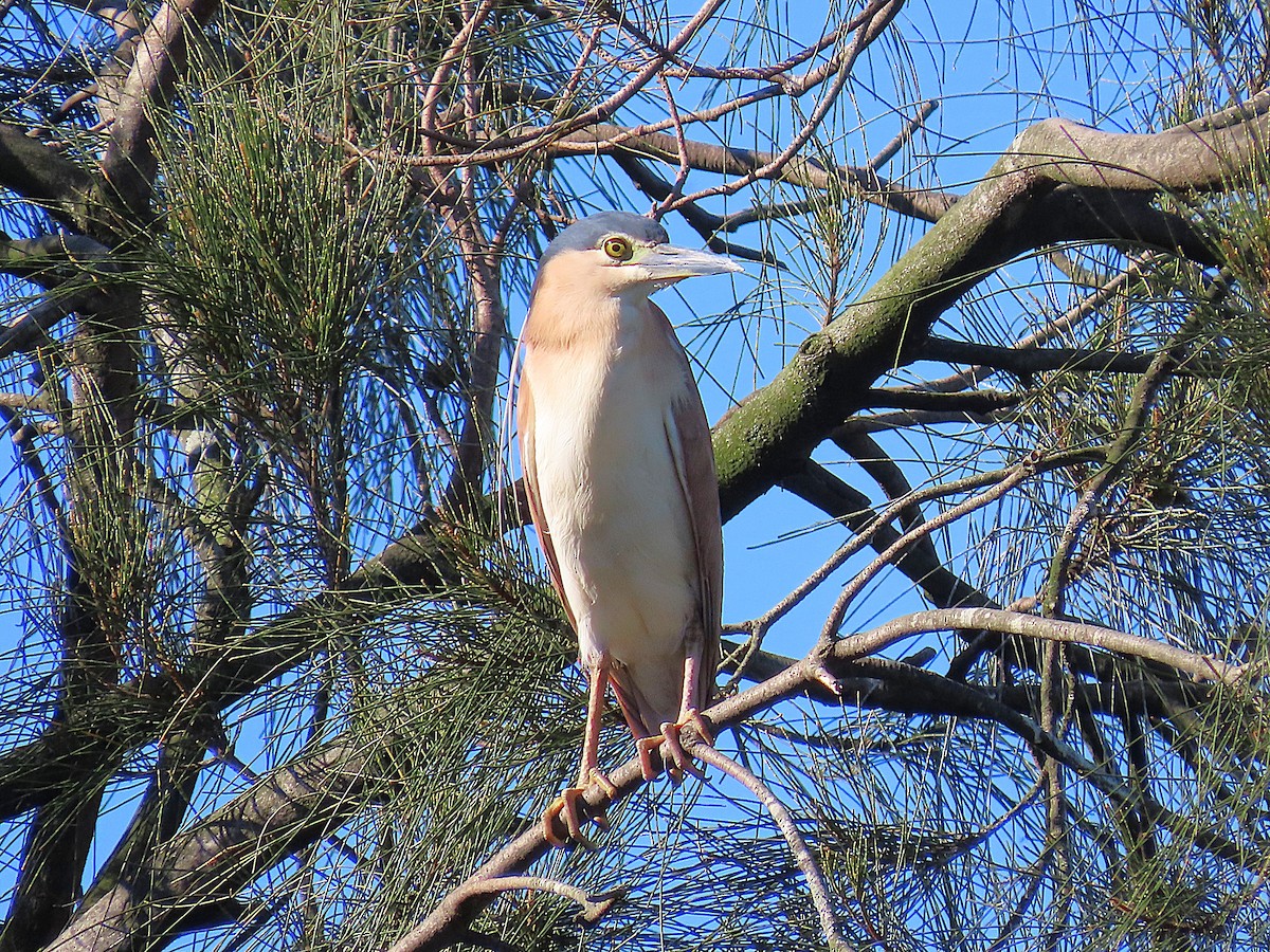 Rotrückenreiher - ML644673309