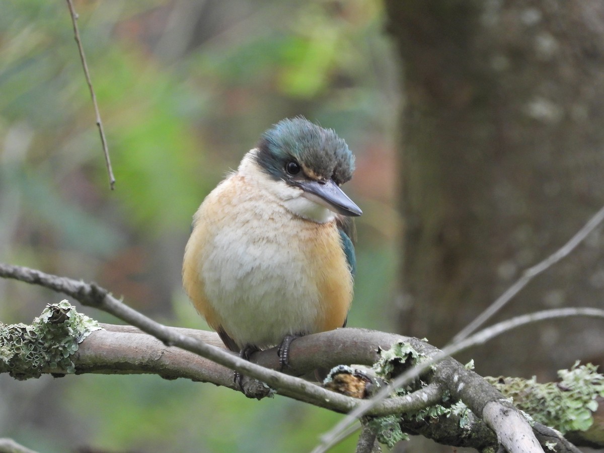 Sacred Kingfisher (Australasian) - ML644673319