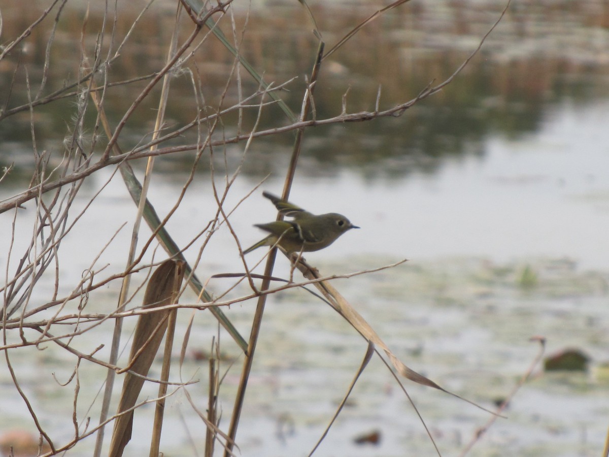 Ruby-crowned Kinglet - ML644673320