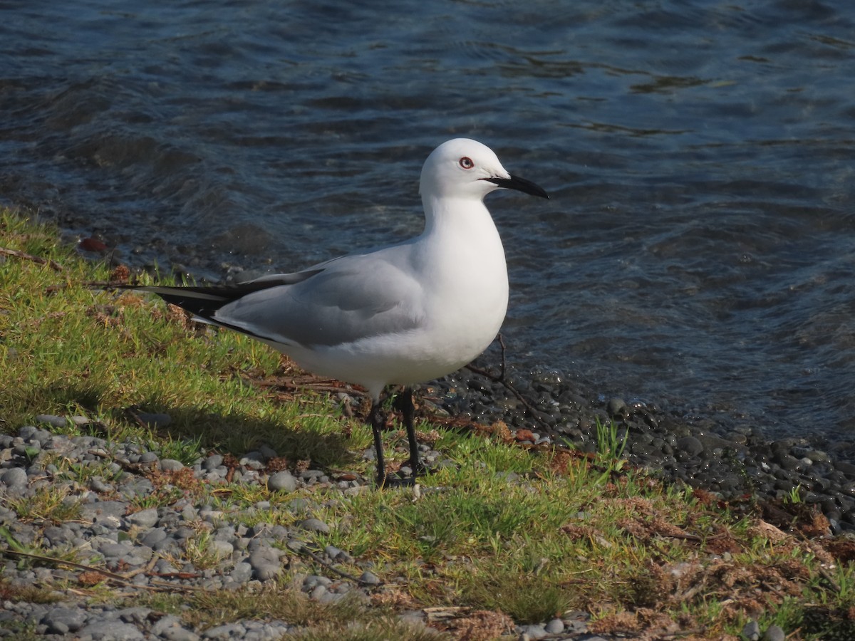 Black-billed Gull - ML644673323