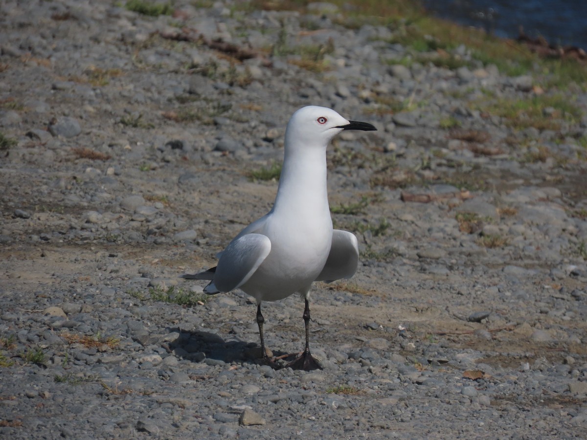 Black-billed Gull - ML644673324