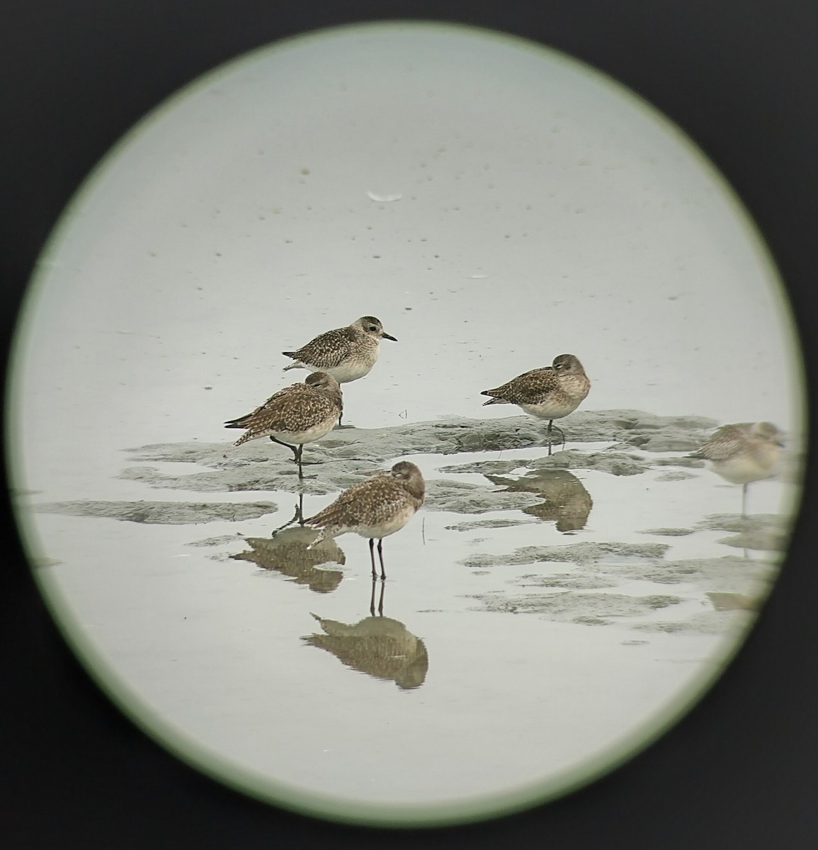 Black-bellied Plover - ML644673325