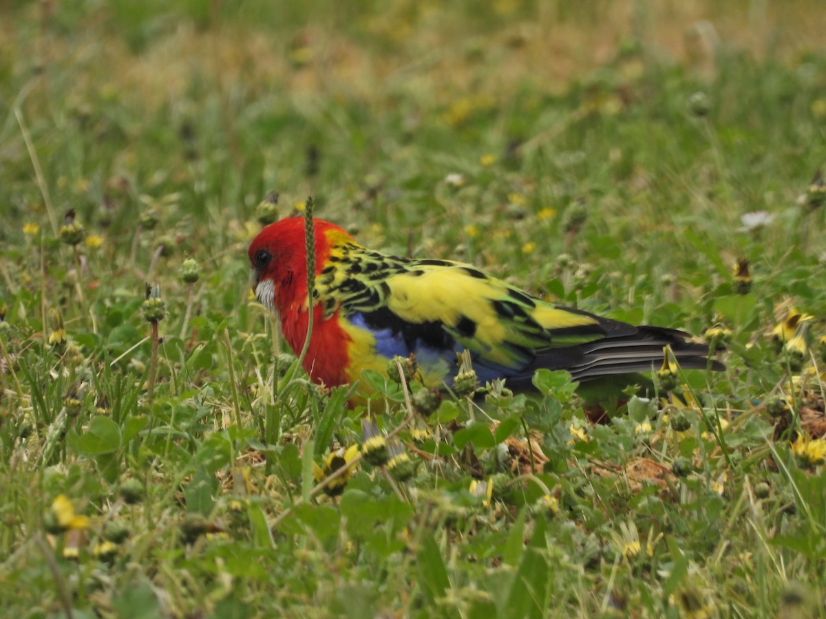 Eastern Rosella - ML644673333