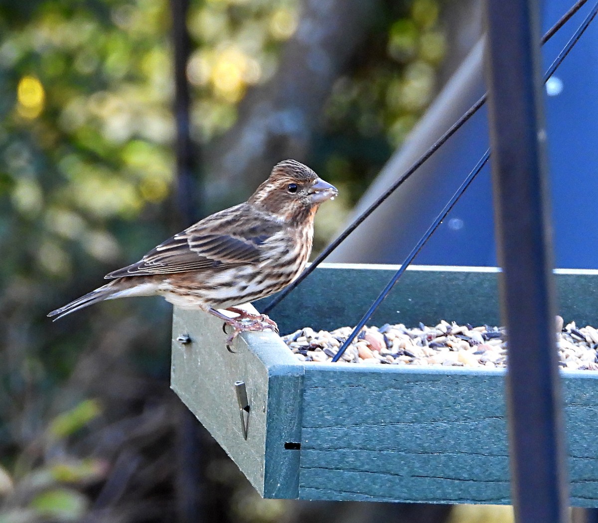 hýl nachový - ML644673339